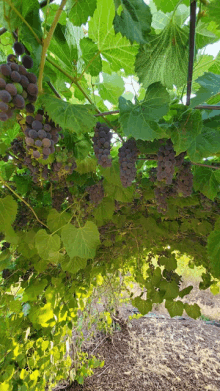 a bunch of grapes hanging from a vine with lots of green leaves