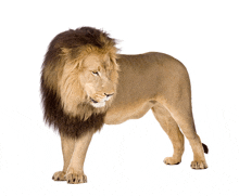 a lion standing on a white background with a black mane