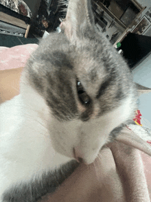 a close up of a cat 's face on a blanket