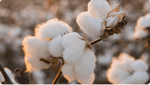 a bunch of white cotton flowers are growing on a tree branch