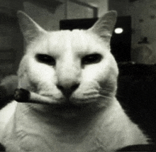 a cat with a cigarette in its mouth looks at the camera