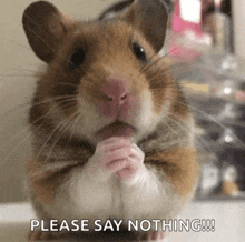 a brown and white hamster is praying with the words please say nothing below it