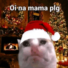 a cat wearing a santa hat is sitting in front of a christmas tree .