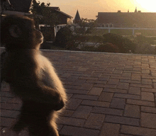 a monkey stands on its hind legs on a brick sidewalk
