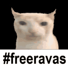 a cat with the words #freeravas behind it