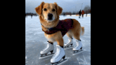 a dog wearing ice skates is standing on a rink