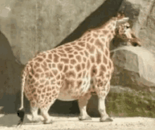 a very pregnant giraffe is standing in front of a rock .