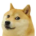 a close up of a doge dog looking at the camera with a white background .