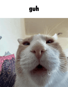 a close up of a cat 's face with the words guh above it