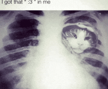 an x-ray of a cat 's chest with a caption that says " i got that "