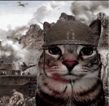 a cat wearing a military helmet looks at the camera with soldiers in the background