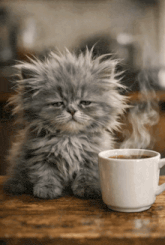 a fluffy cat sits next to a cup of coffee