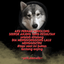 a picture of a husky wearing a black hoodie with the words aku pernah menolong seekor anjing yang kesulitan