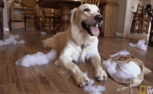 a dog is laying on a wooden floor next to a bag of stuffing that has the word national geographic on it