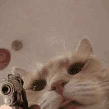 a cat is holding a gun in its mouth and pointing it at the camera .