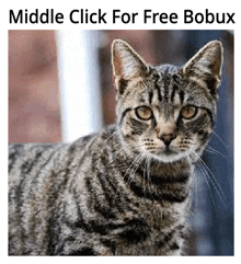 a striped cat is looking at the camera with a middle click for free bobux written above it .