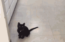 a black cat is standing on its hind legs in a kitchen