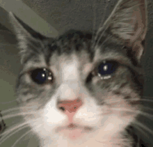 a close up of a cat 's face with blue eyes .