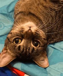 a cat is laying on its back on a bed and looking up at the camera