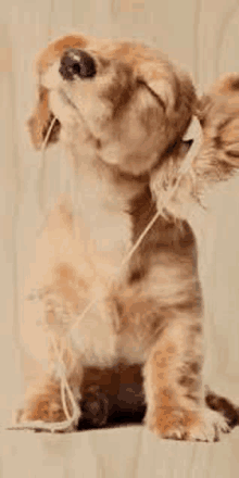 a cocker spaniel puppy is wearing headphones and looking up .