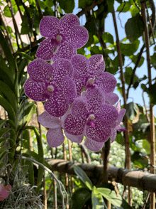 a bunch of purple flowers are hanging from a plant