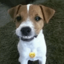 a small brown and white dog with braces on its teeth is sitting on the ground .