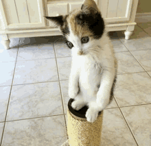 a calico cat is standing on a scratching post