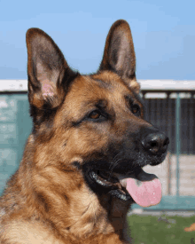 a close up of a german shepherd dog with its tongue out