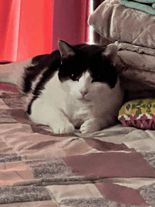 a black and white cat laying on a bed with pillows