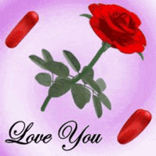 a red rose with green leaves is surrounded by red hearts and the words `` i love you '' .