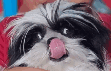 a black and white shih tzu dog is licking its nose with its pink tongue .