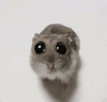 a small hamster with big black eyes is looking at the camera