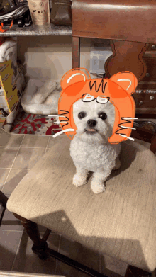 a small white dog wearing a cat hat with glasses