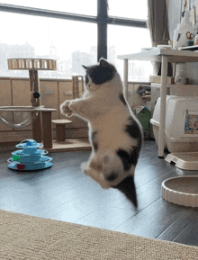 a black and white cat jumping in the air