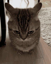 a close up of a cat 's face with a serious look on its face