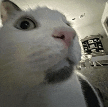 a close up of a cat 's face in front of a hutch