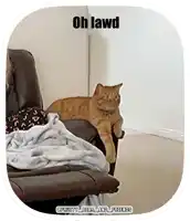 a cat is laying on a couch with the words oh lawd above it