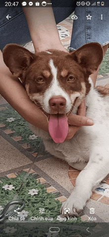 a brown and white dog is being held by a person