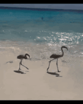 two flamingos walking on a beach near the ocean