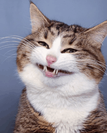a cat is smiling with its mouth open and its teeth visible