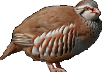 a brown and white bird with a red eye is standing on a white background