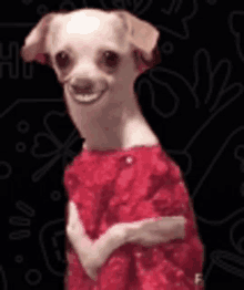 a small white dog wearing a red dress is smiling .