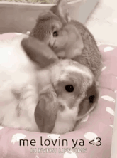 a cat is hugging a rabbit on a bed .