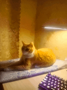 a cat is laying on a blanket next to a keyboard