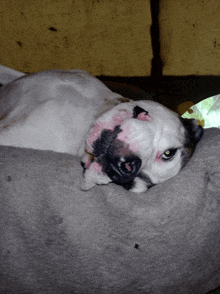 a white dog with black spots on its face is laying on a gray blanket