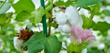 a close up of a cotton plant with pink flowers and white cotton balls .