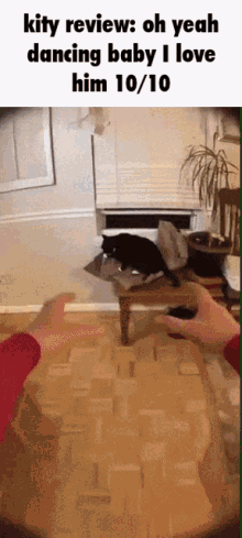 a gif of a person dancing with a cat that says kitty review oh yeah dancing baby i love him 1/10