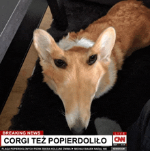 a dog that looks like a fox is on a breaking news channel