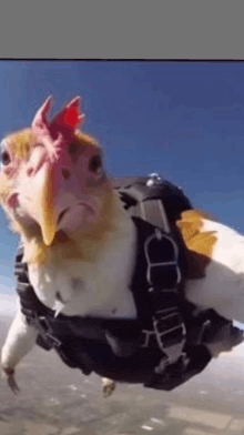a chicken is flying through the air with a parachute .