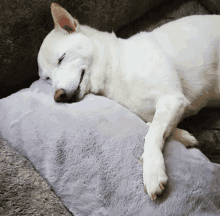 a white dog sleeping on a gray pillow